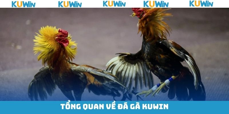 Tìm hiểu về bộ môn chọi gà KUwin Tìm hiểu về bộ môn chọi gà KUwin